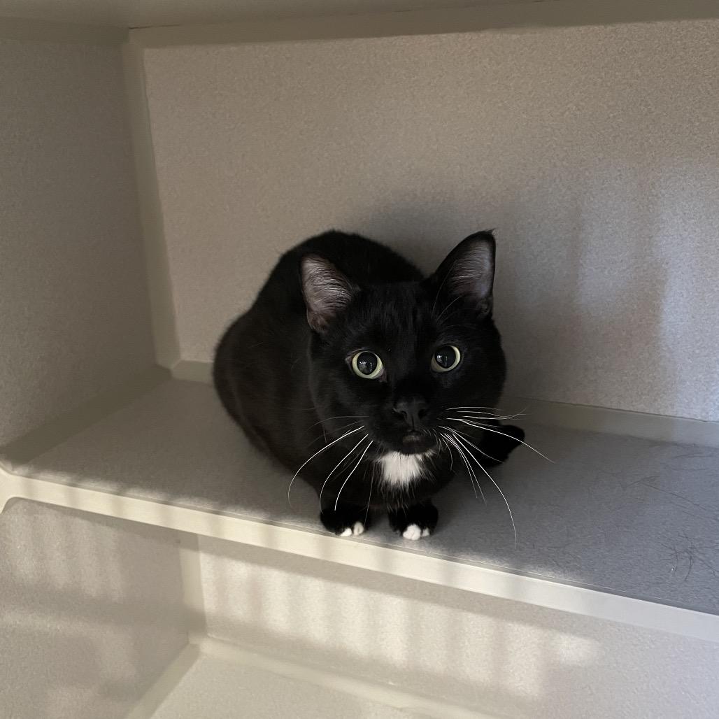 Fraiser, Adoptable, Adult Male Domestic Short Hair.