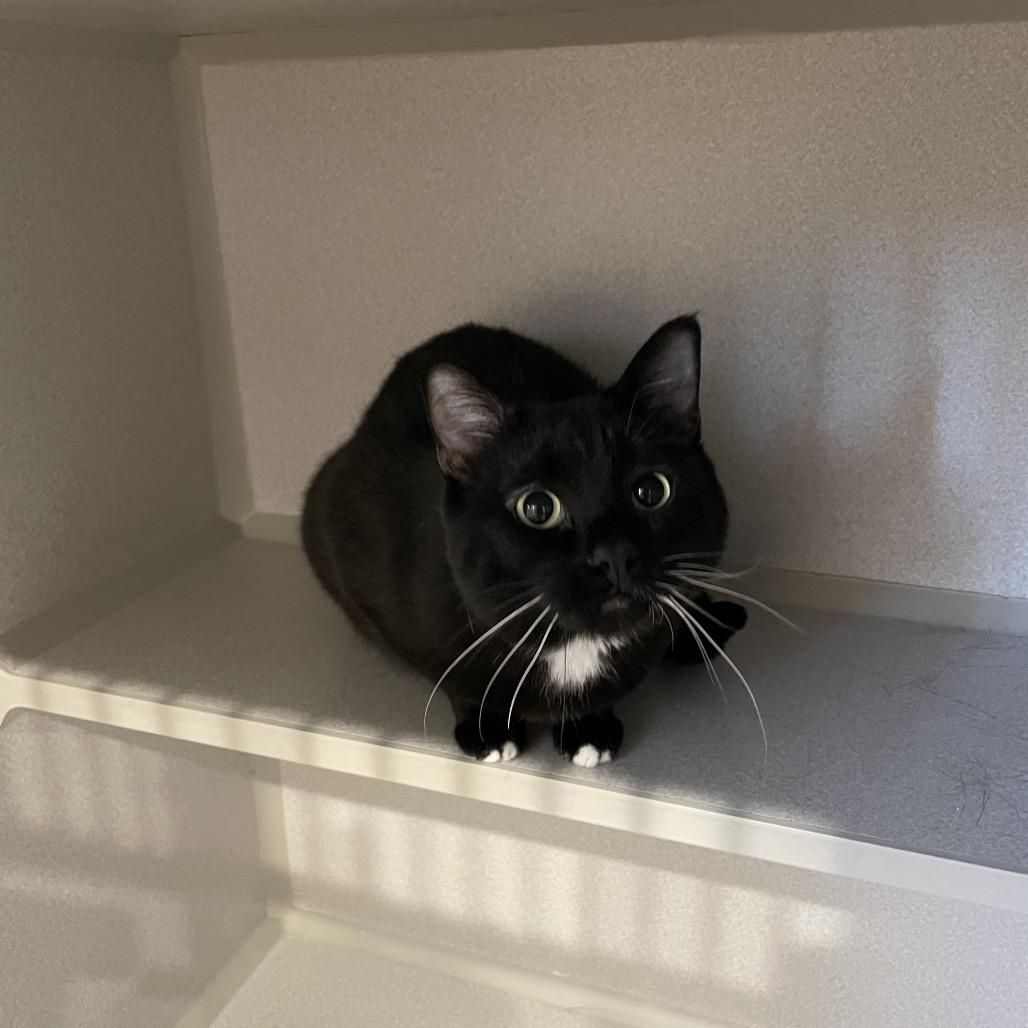 Enlarge Fraiser, a Adoptable Domestic Short Hair in Rexburg, ID image 2/3