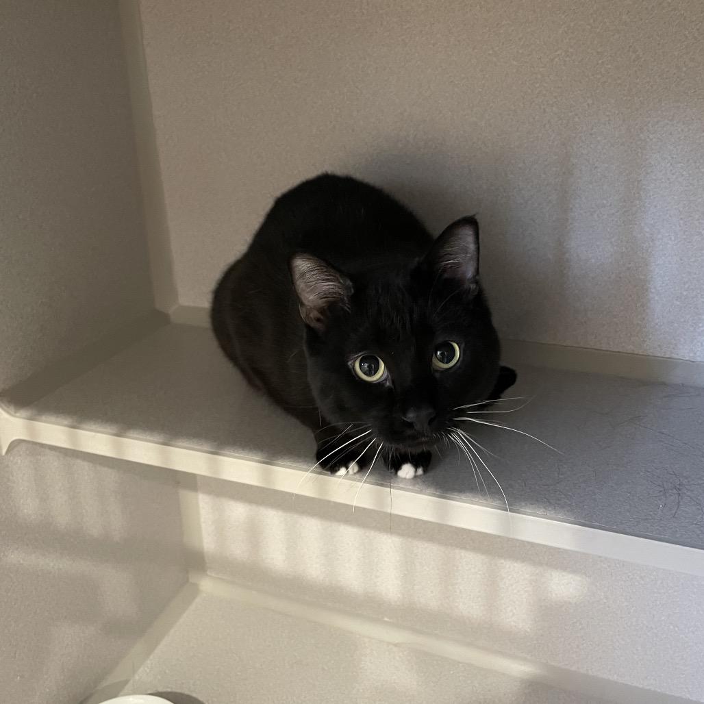 Enlarge Fraiser, a Adoptable Domestic Short Hair in Rexburg, ID image 3/3