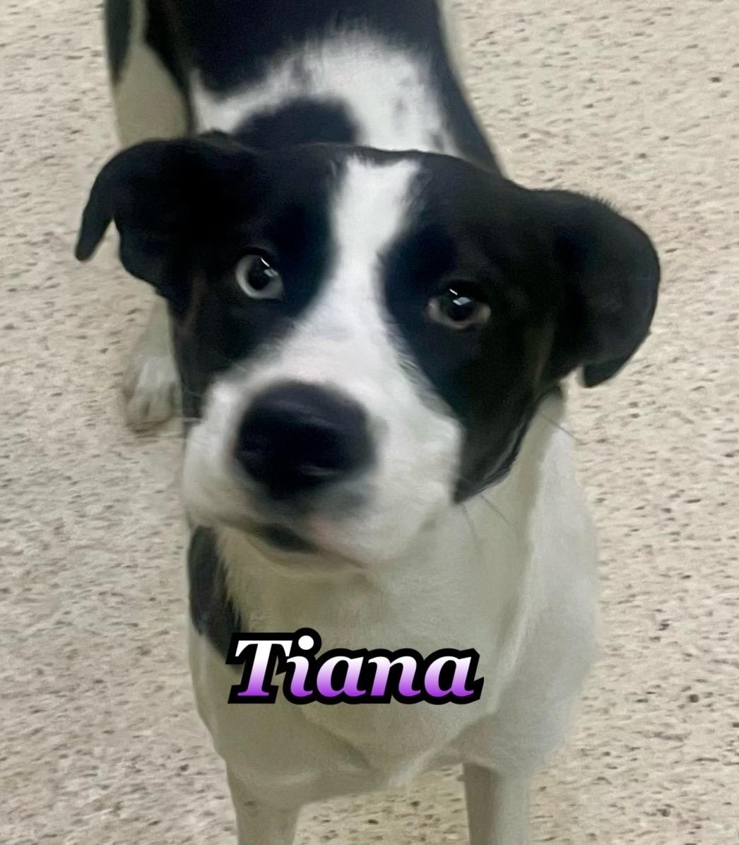 Tiana