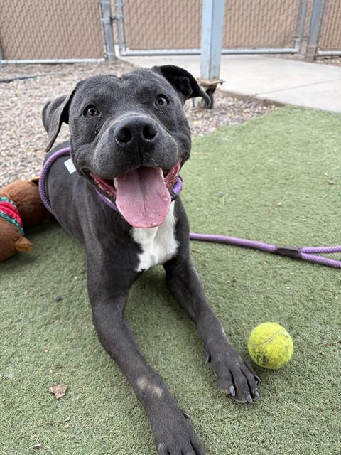 Enlarge RIGATONI, a Adoptable Pit Bull Terrier in Phoenix, AZ image 1/1
