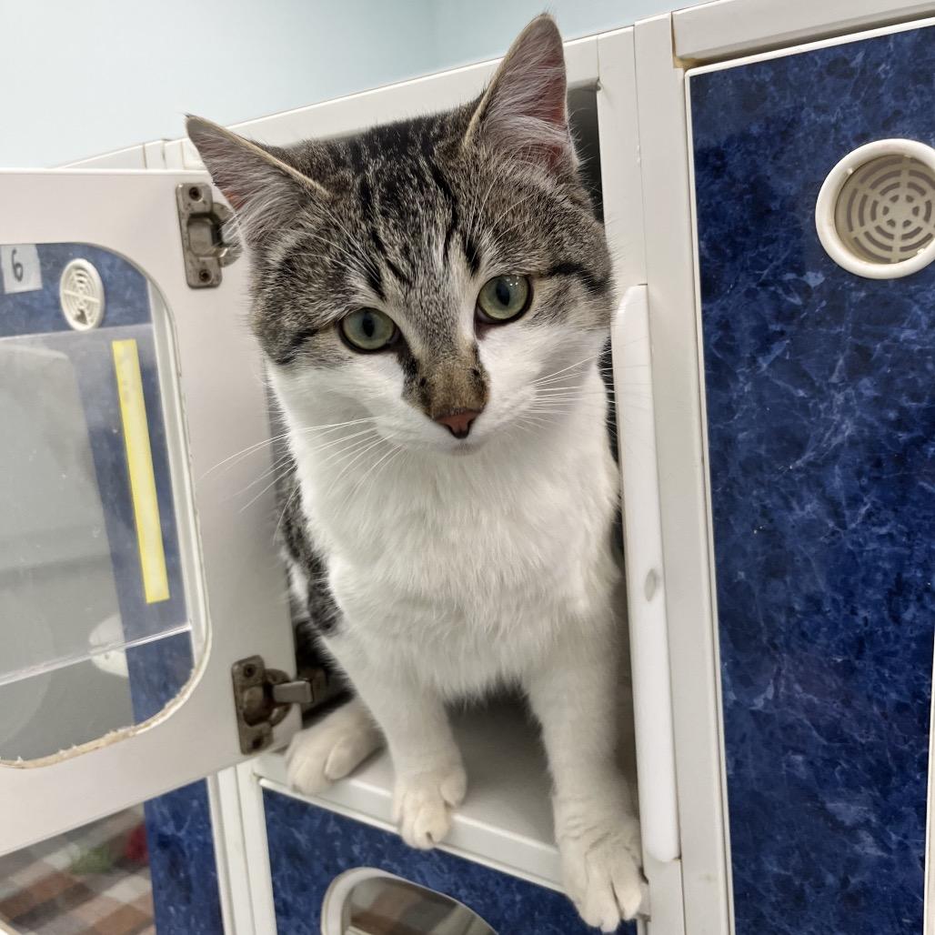 Valen, Adoptable, Adult Male Domestic Short Hair.