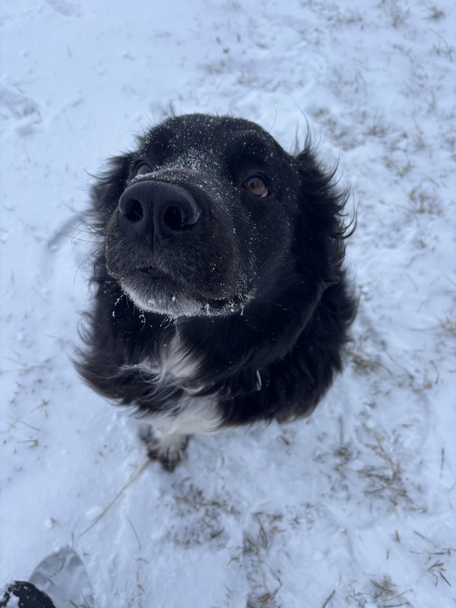 Enlarge Angie, a Adoptable mixed breed in London, ON image 2/3