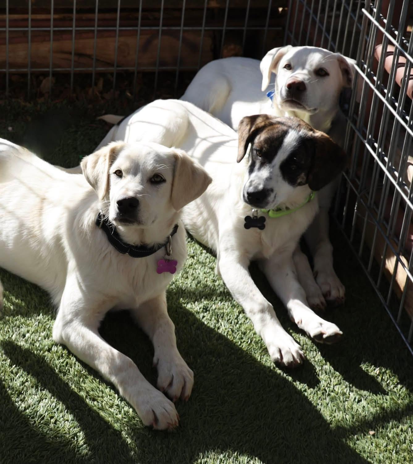 Enlarge Shay, a ADOPTABLE mixed breed in Southlake, TX image 1/3