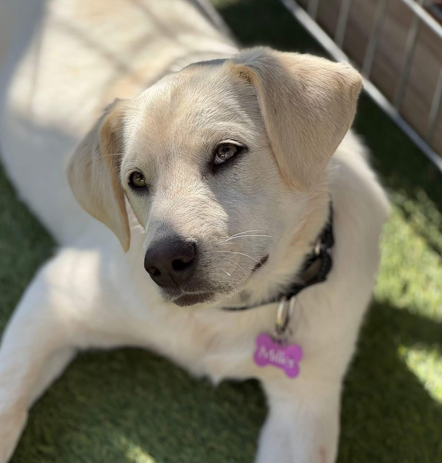 Enlarge Shay, a ADOPTABLE mixed breed in Southlake, TX image 2/3