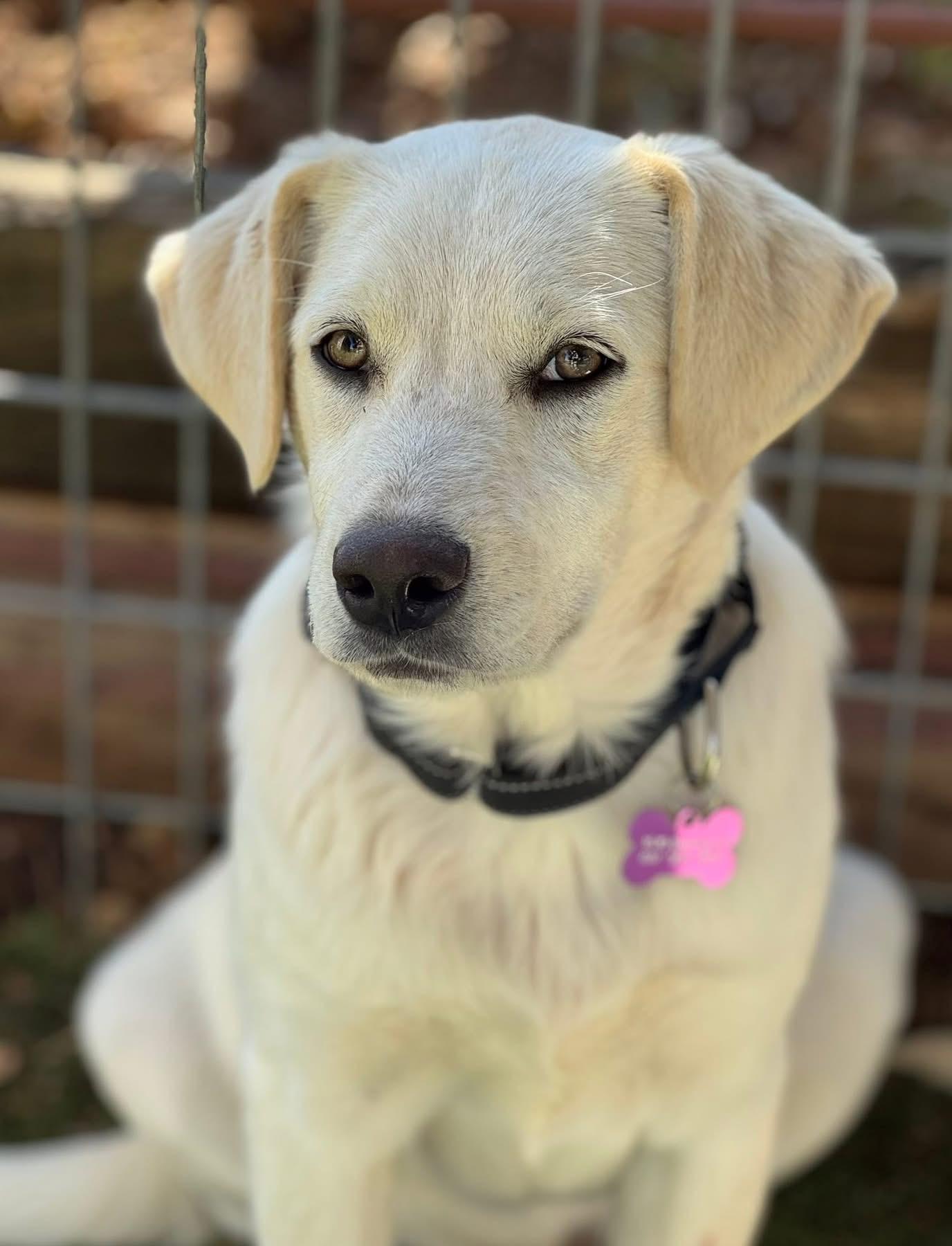 Shay, ADOPTABLE, Young Male Labrador Retriever & Australian Cattle Dog / Blue Heeler.