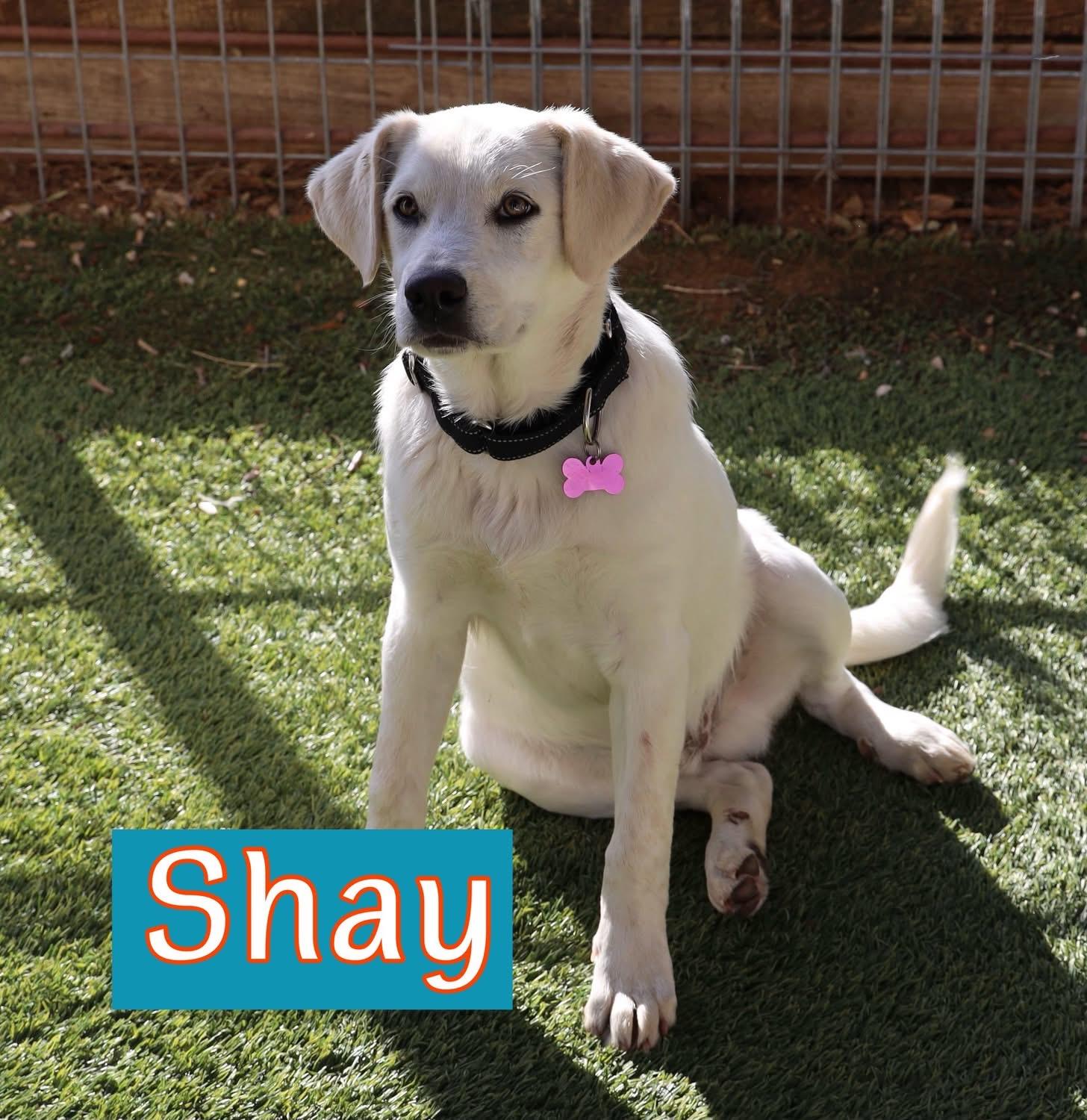 Enlarge Shay, a ADOPTABLE mixed breed in Southlake, TX image 3/3