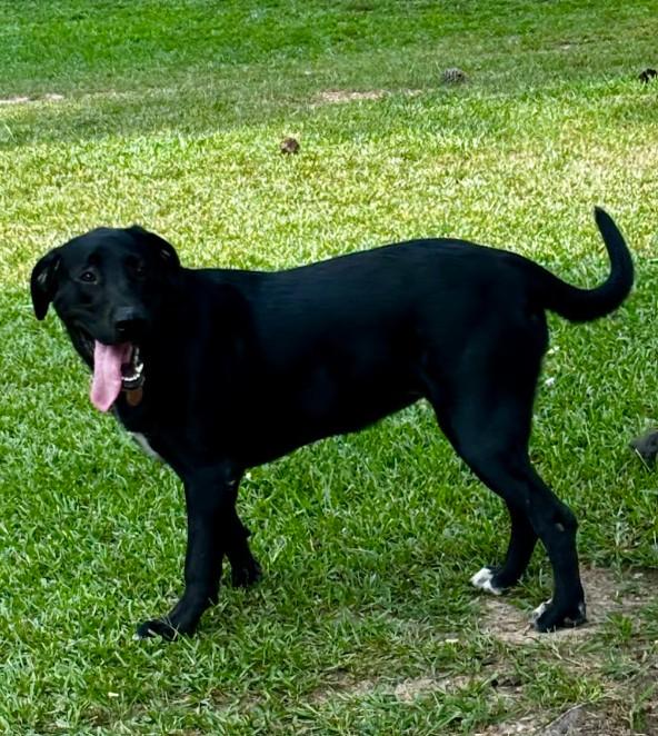 Enlarge Ruby, a ADOPTABLE mixed breed in Joppa, AL image 1/5