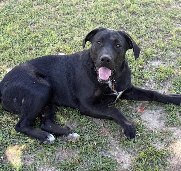 Ruby, ADOPTABLE, Young Female Black Labrador Retriever.