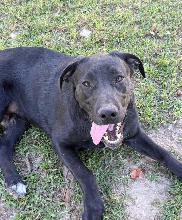 Enlarge Ruby, a ADOPTABLE mixed breed in Joppa, AL image 2/2