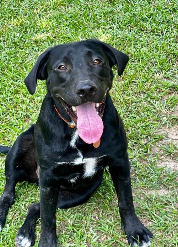 Enlarge Ruby, a ADOPTABLE mixed breed in Joppa, AL image 2/5
