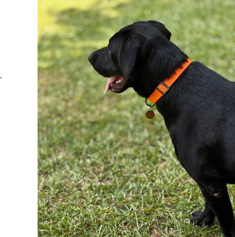 Enlarge Ruby, a ADOPTABLE mixed breed in Joppa, AL image 4/5