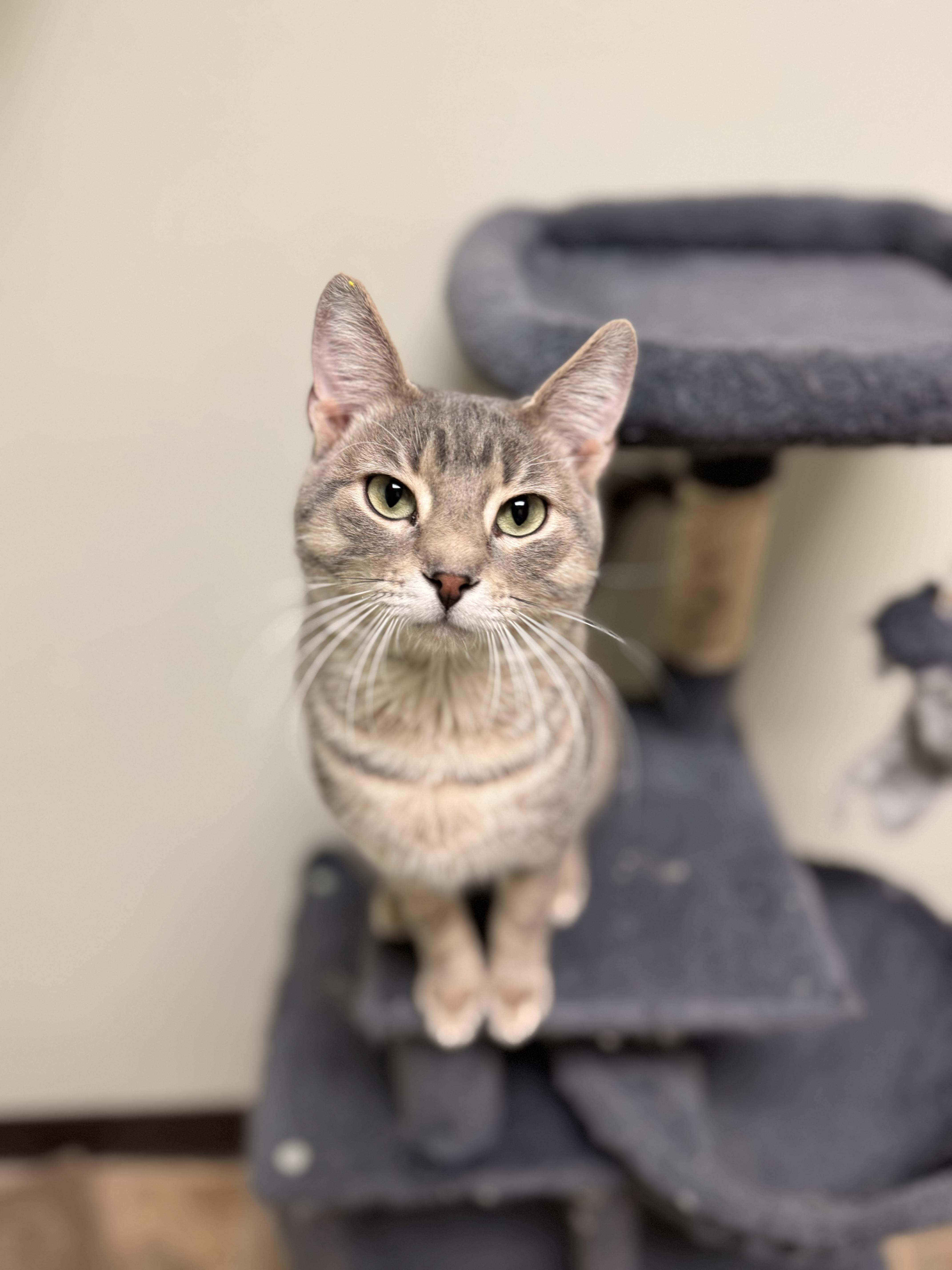 Pac-Man, a ADOPTABLE Domestic Short Hair in Dodgeville, WI image 1/4