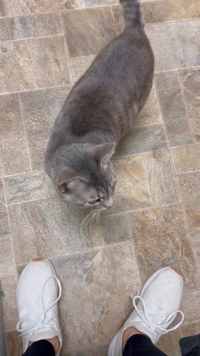 Enlarge Pac-Man, a ADOPTABLE Domestic Short Hair in Dodgeville, WI video 4/4