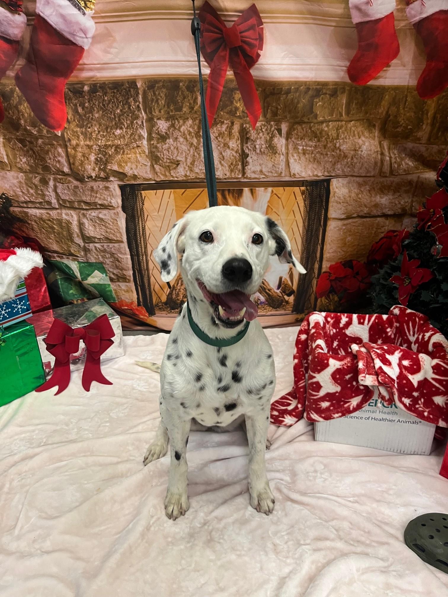 Lana ADOPTED, adopted, Adult Female Dalmatian.