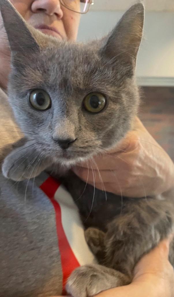 Enlarge KEEKEE, a Adopted mixed breed in Muskegon, MI image 1/1