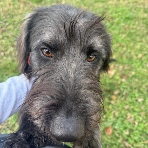 Steel, Adoptable, Young Male Labradoodle.