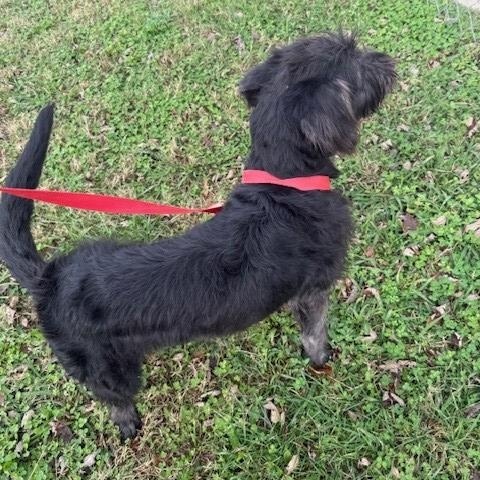 Steel, a Adoptable mixed breed in Fayetteville, AR image 2/5