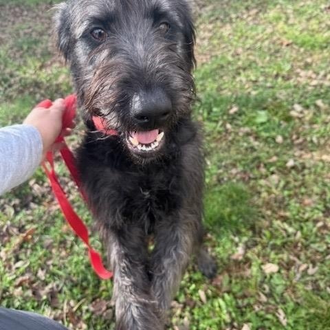 Steel, a Adoptable mixed breed in Fayetteville, AR image 3/5