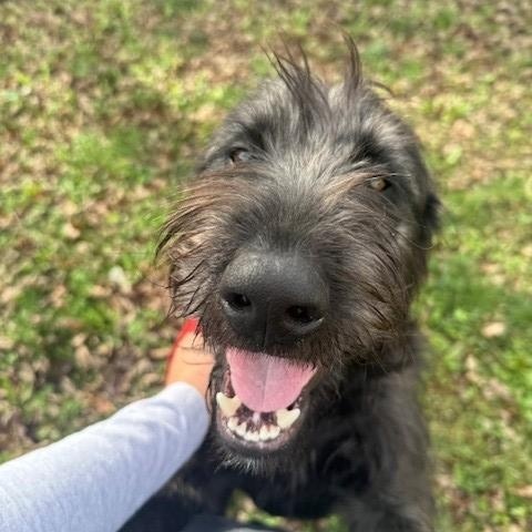 Steel, a Adoptable mixed breed in Fayetteville, AR image 5/5