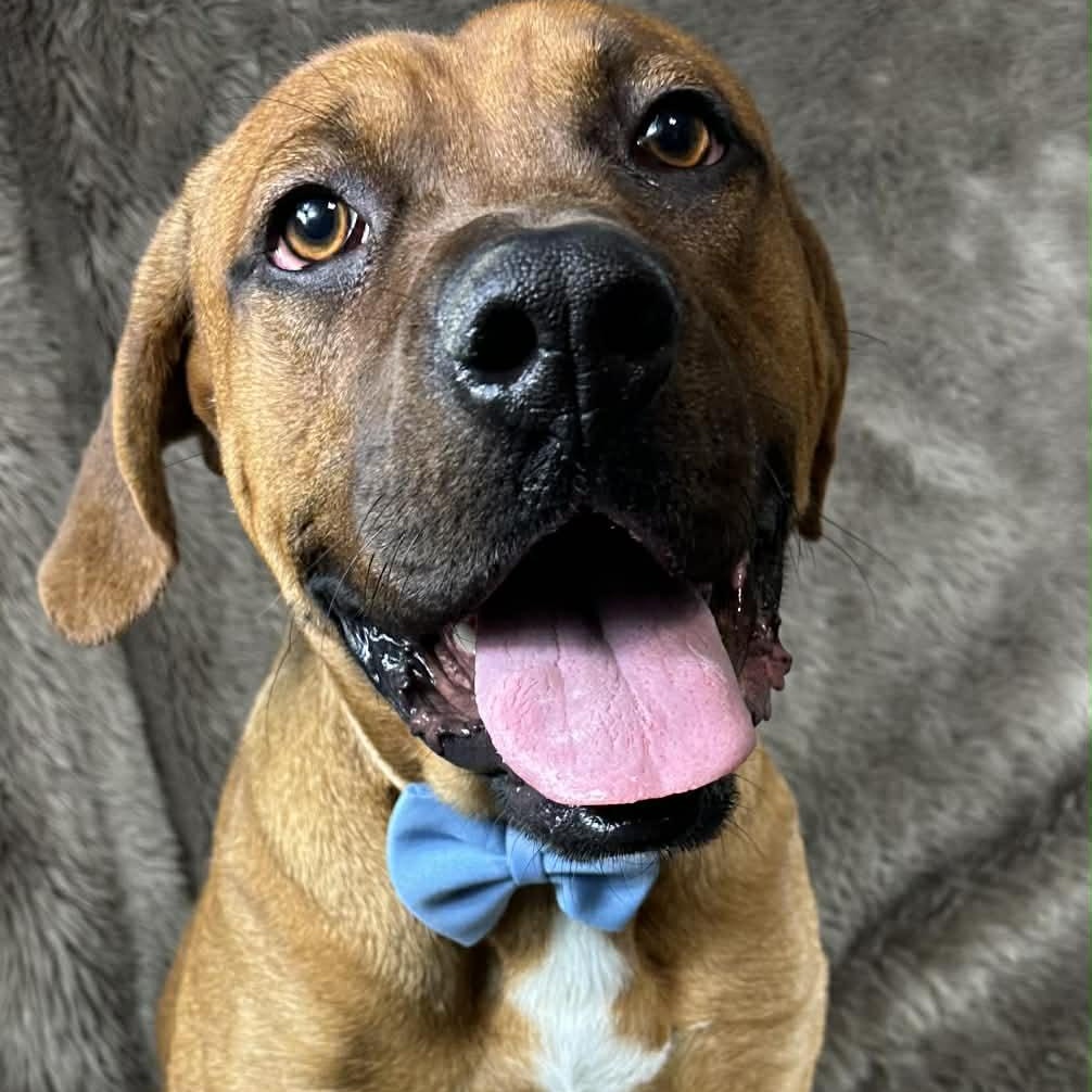 Bishop , ADOPTABLE, Young Male Boxer & Mixed Breed.