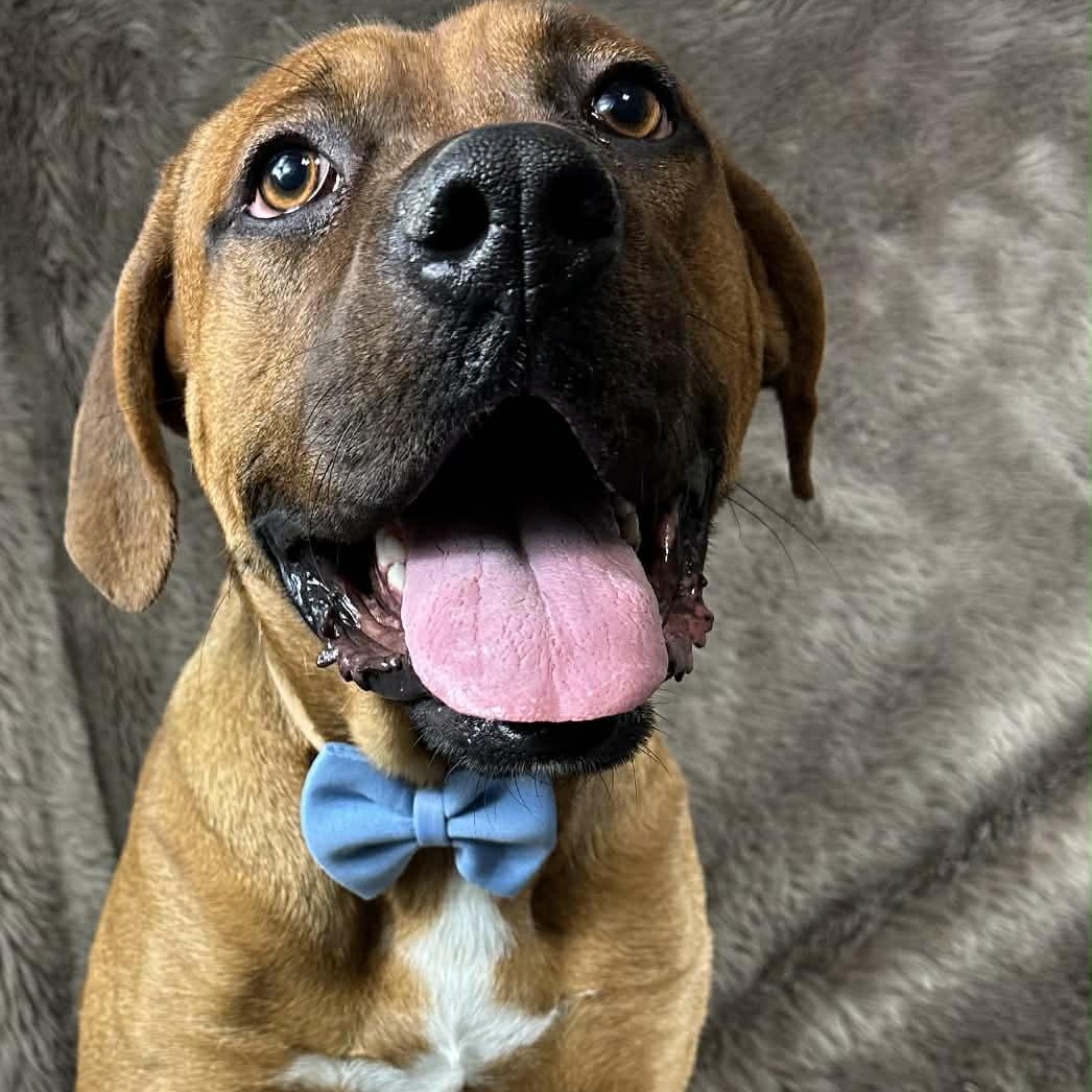 Enlarge Bishop , a ADOPTABLE mixed breed in Pelham, NH image 6/6