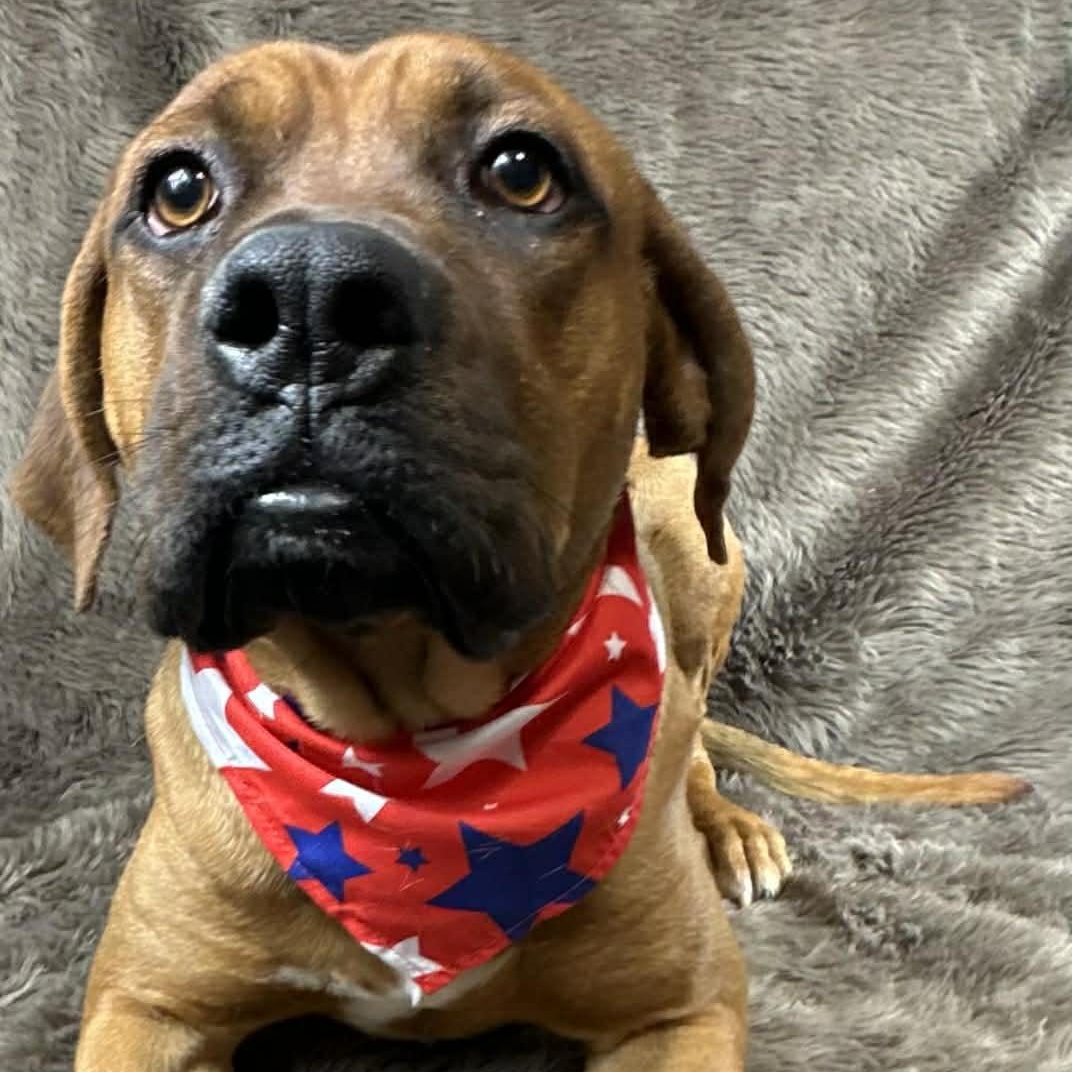 Enlarge Bishop , a ADOPTABLE mixed breed in Pelham, NH image 5/6