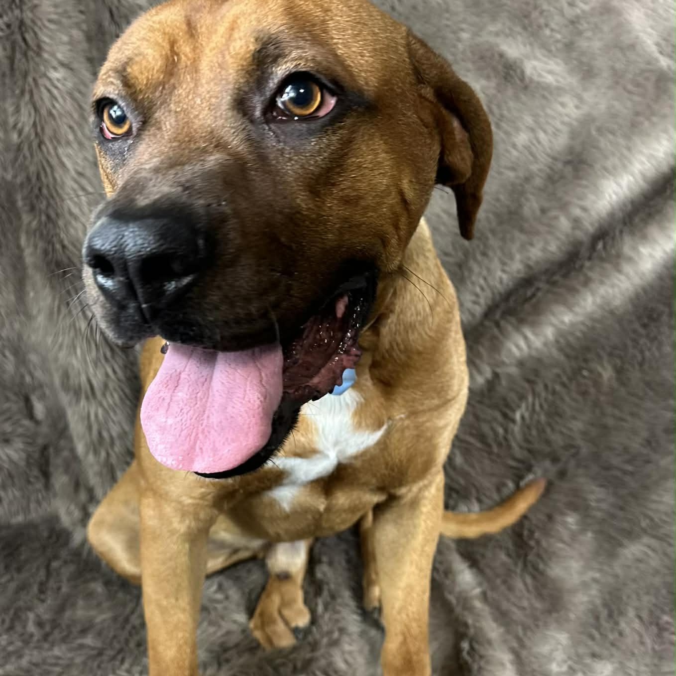 Enlarge Bishop , a ADOPTABLE mixed breed in Pelham, NH image 3/6