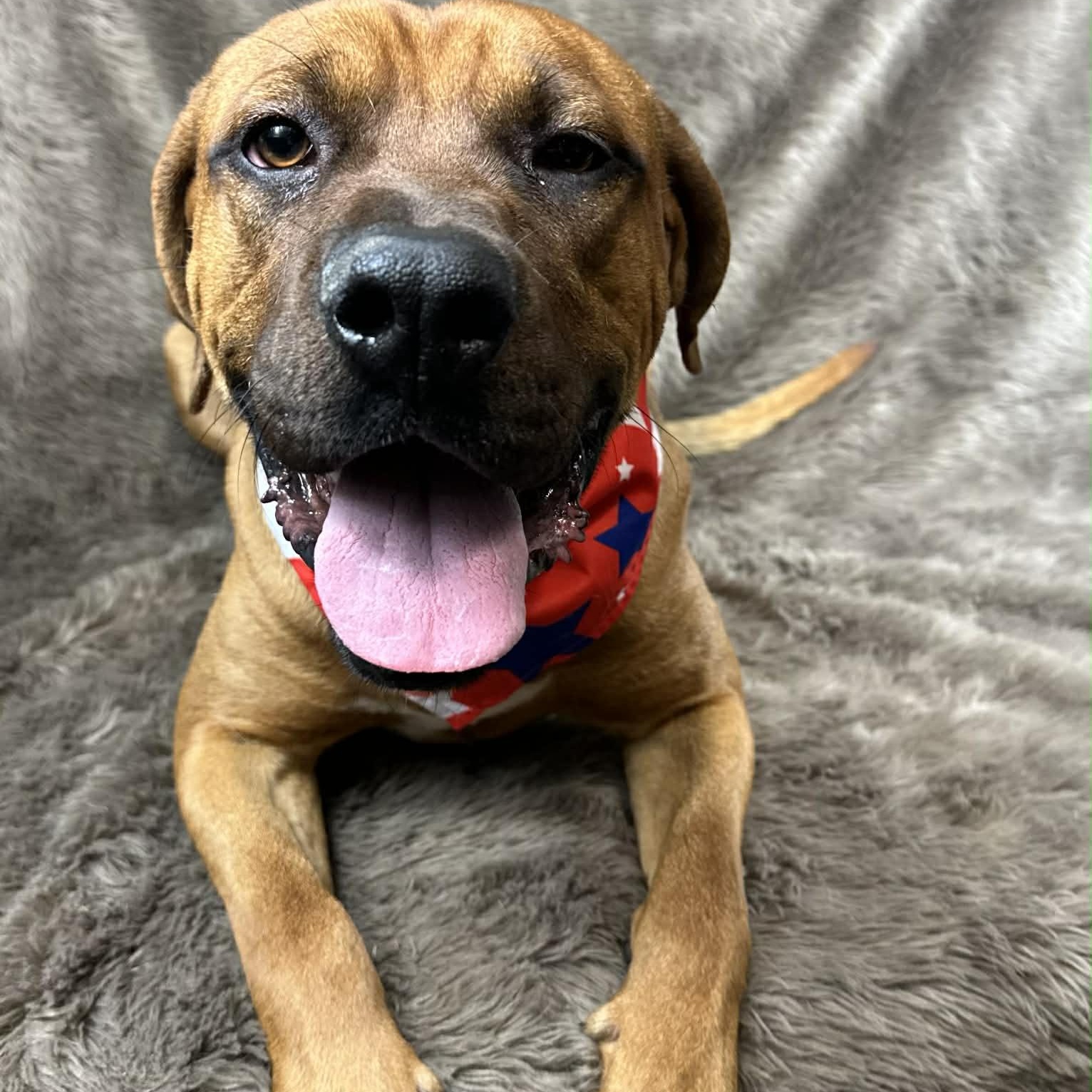 Enlarge Bishop , a ADOPTABLE mixed breed in Pelham, NH image 2/6