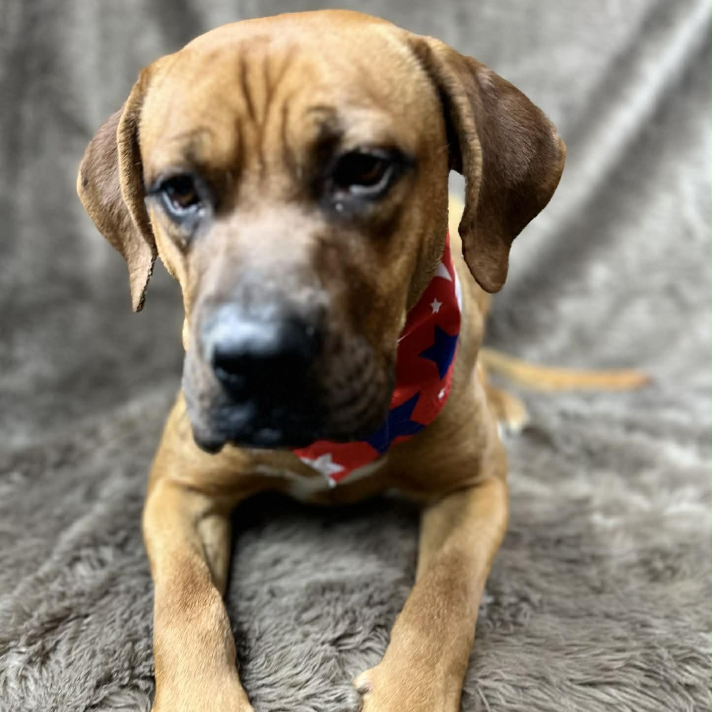 Enlarge Bishop , a ADOPTABLE mixed breed in Pelham, NH image 4/6