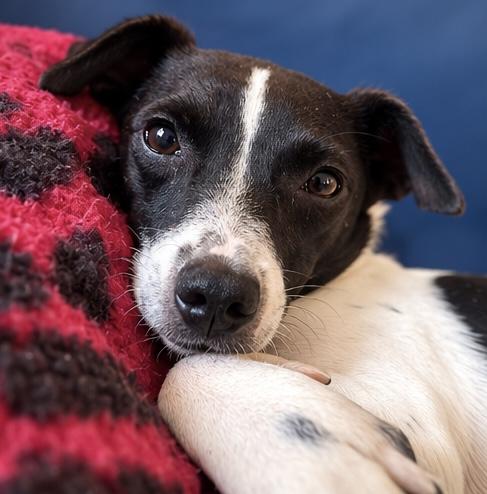 Enlarge Dennis, a Adoptable mixed breed in Washington, MI image 6/6
