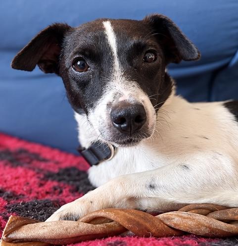 Enlarge Dennis, a Adoptable mixed breed in Washington, MI image 3/6