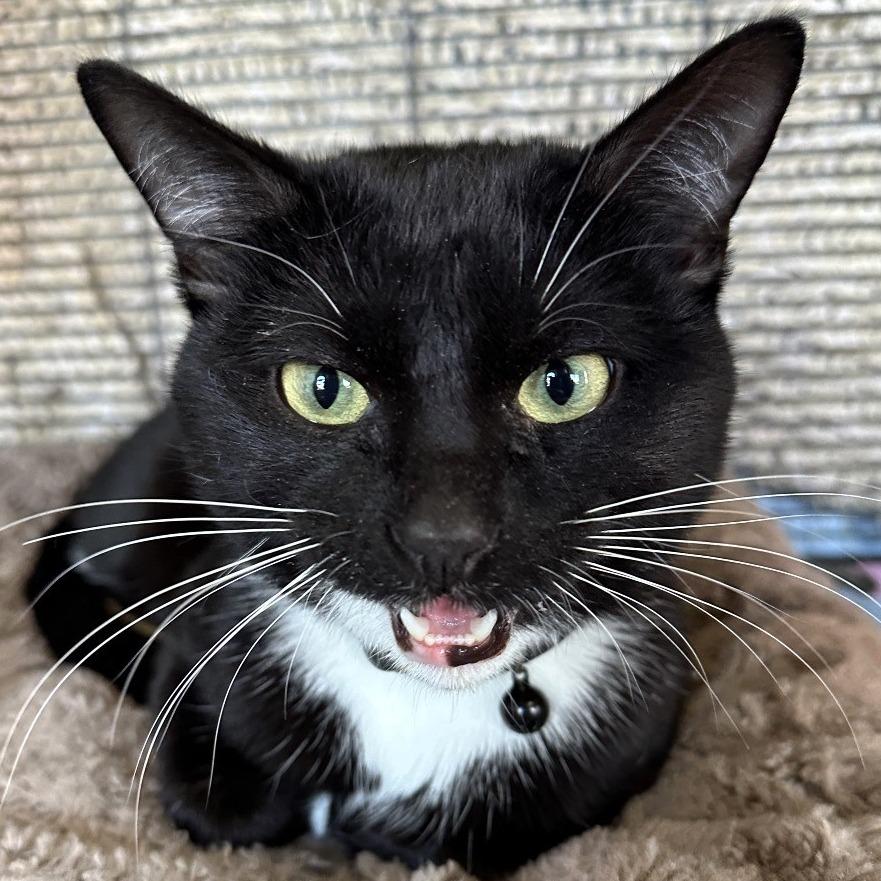 Milo Nader, Adoptable, Young Male American Shorthair.