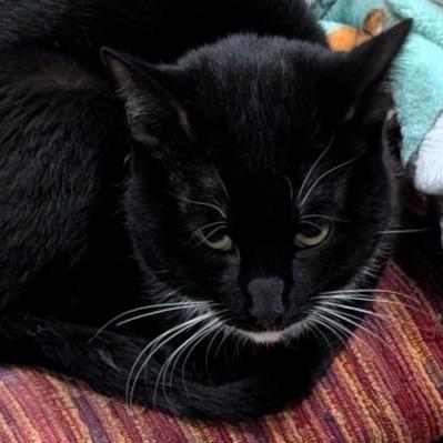 Enlarge Milo Nader, a Adoptable American Shorthair in Shawnee, KS image 1/5