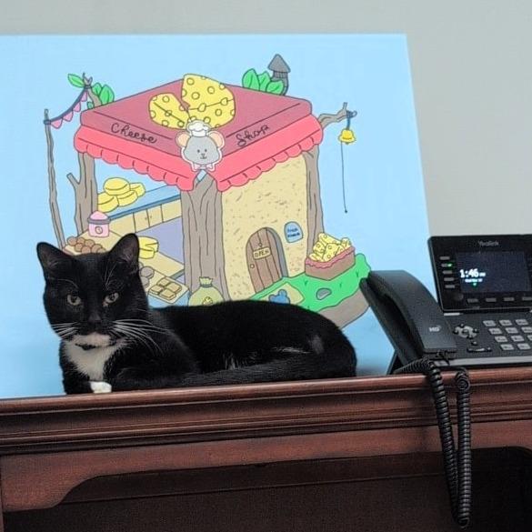 Enlarge Milo Nader, a Adoptable American Shorthair in Shawnee, KS image 3/5