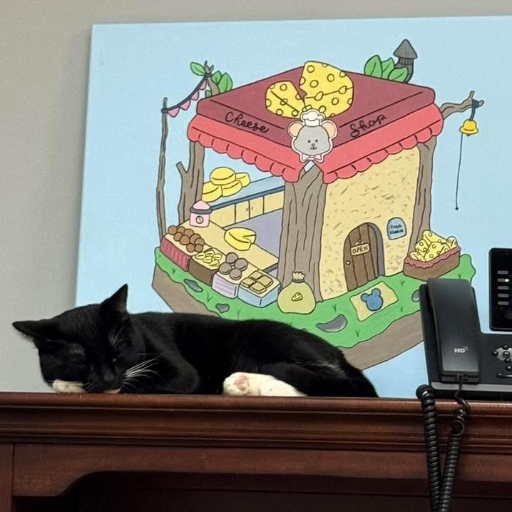 Enlarge Milo Nader, a Adoptable American Shorthair in Shawnee, KS image 4/5