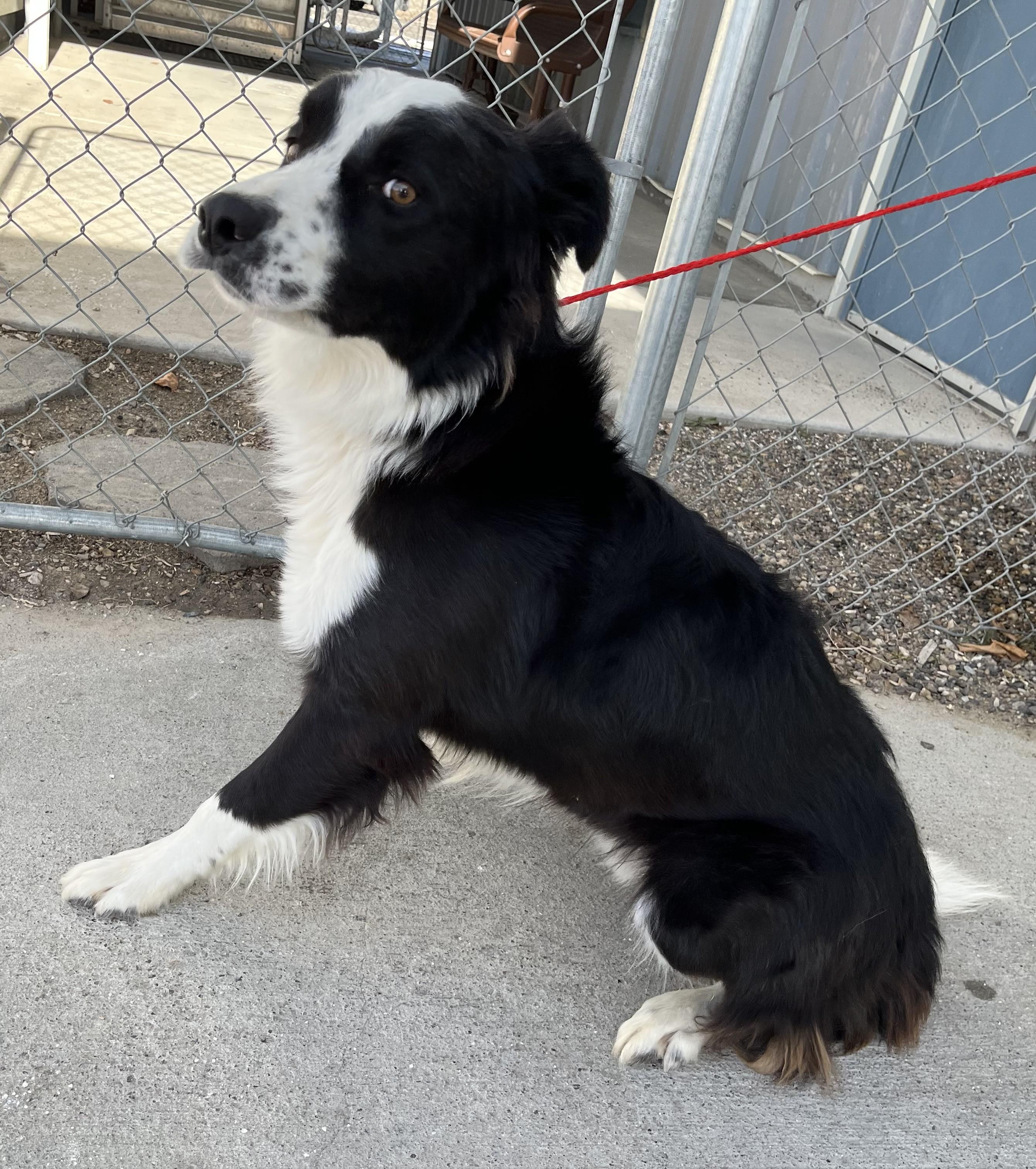 60139341, a ADOPTABLE Border Collie in Elko, NV image 1/2