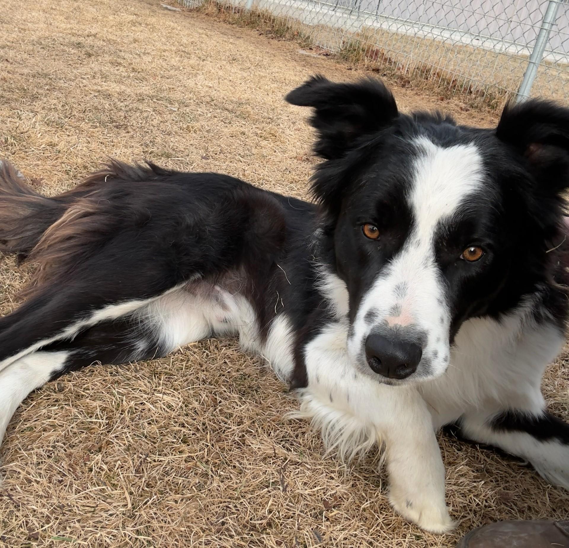 60139341, a ADOPTABLE Border Collie in Elko, NV image 2/2