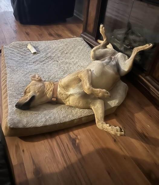 Ms Jazzy, Adoptable, Adult Female Labrador Retriever.