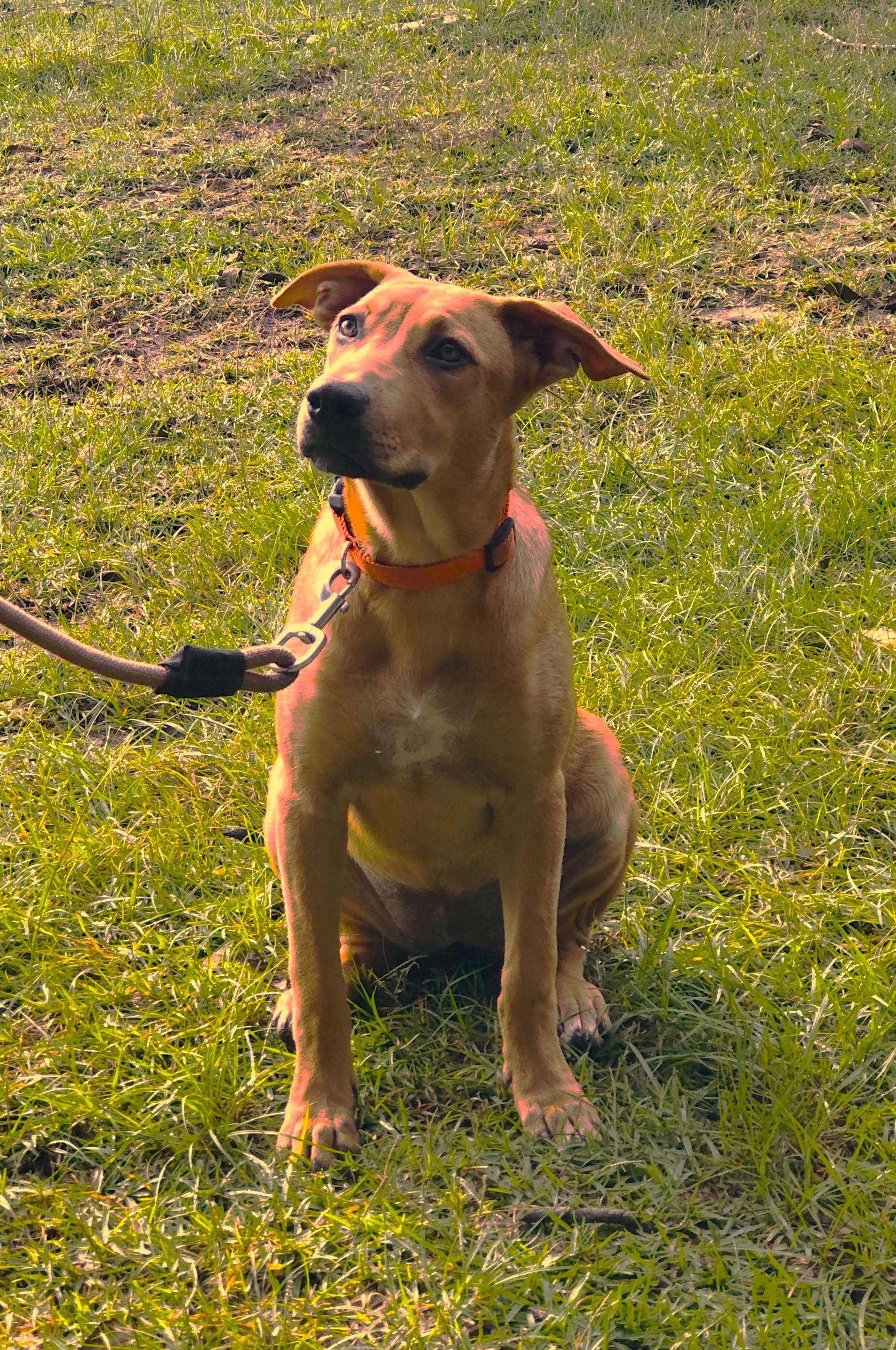 Ms Jazzy, a Adoptable mixed breed in Jesup, GA image 2/2