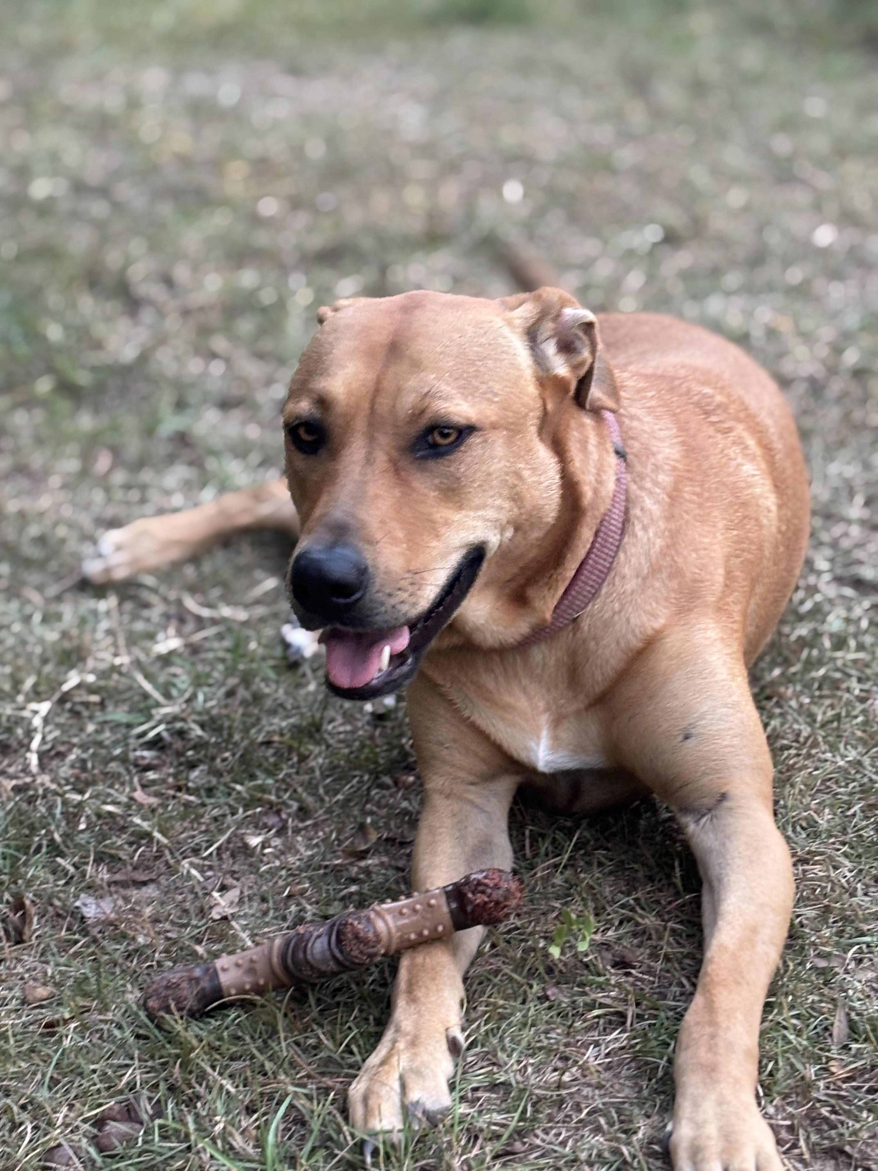 Ms Jazzy, Adoptable, Adult Female Labrador Retriever.