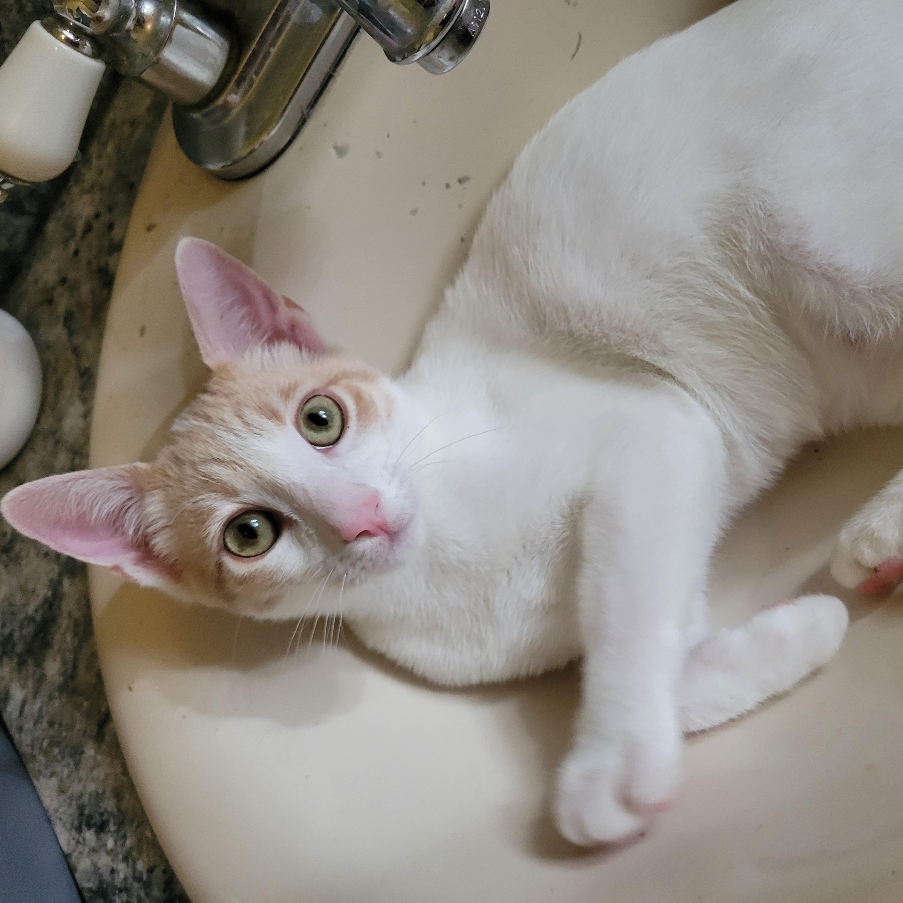 White Cats for Adoption: Find Your Perfect Snowy Companion Today