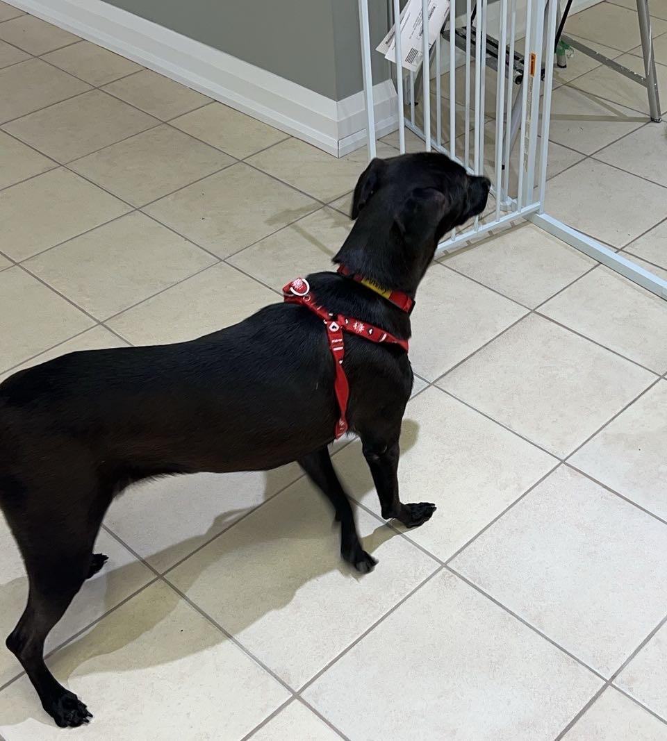 Luna, Young Female Mixed Breed