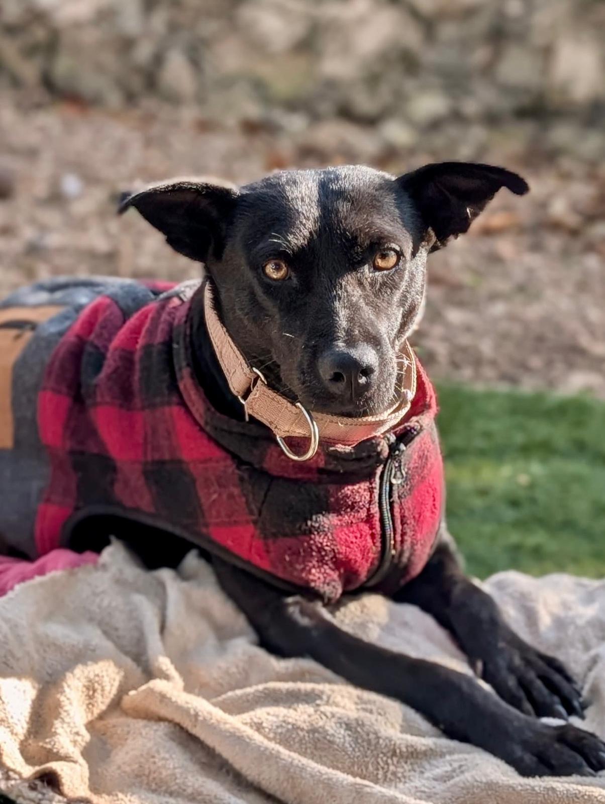 Enlarge Chapita (Foster-to-Adopt), a ADOPTABLE Mixed Breed in Mississauga, ON image 1/5