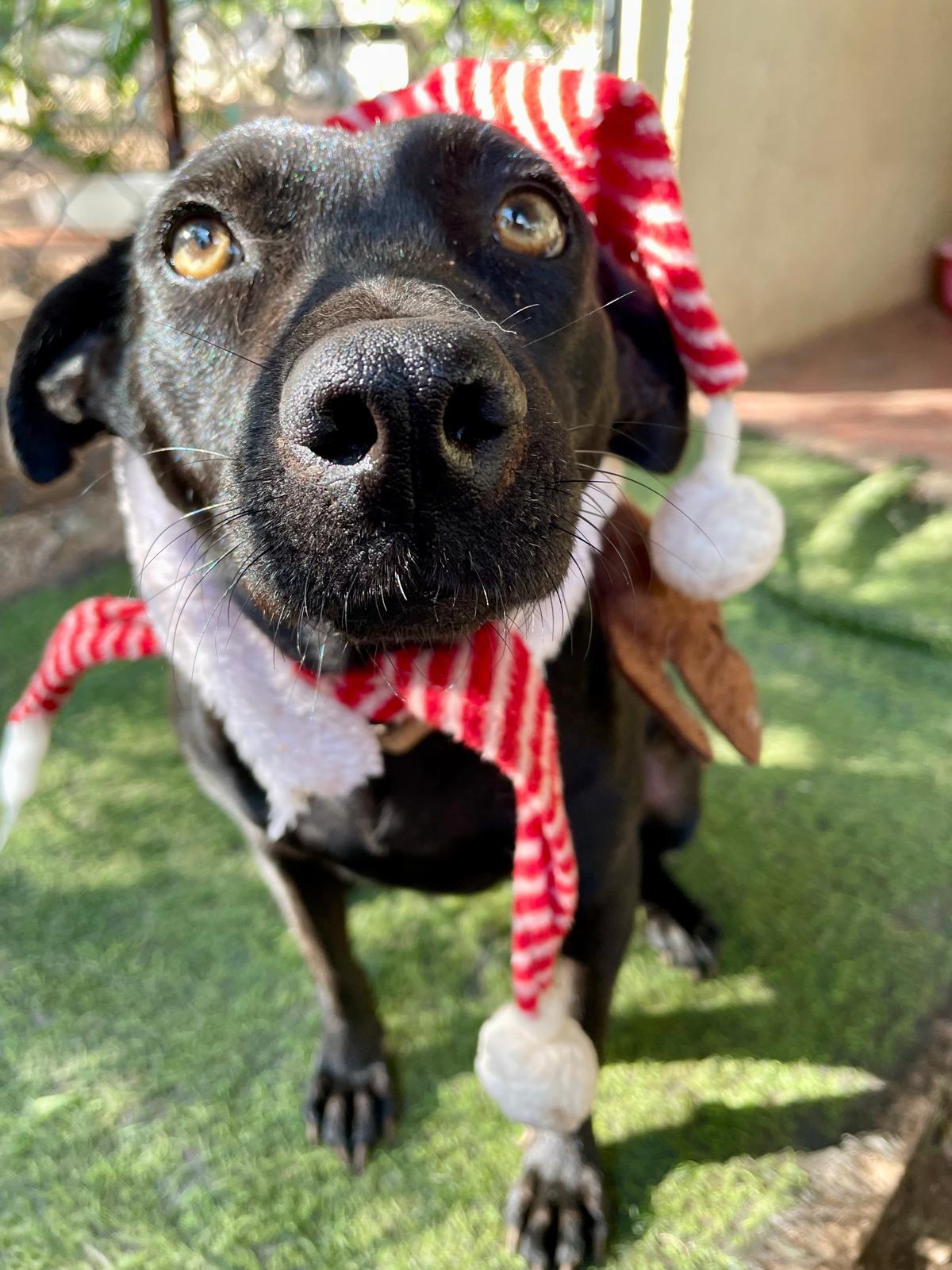 Enlarge Chapita (Foster-to-Adopt), a ADOPTABLE Mixed Breed in Mississauga, ON image 3/5