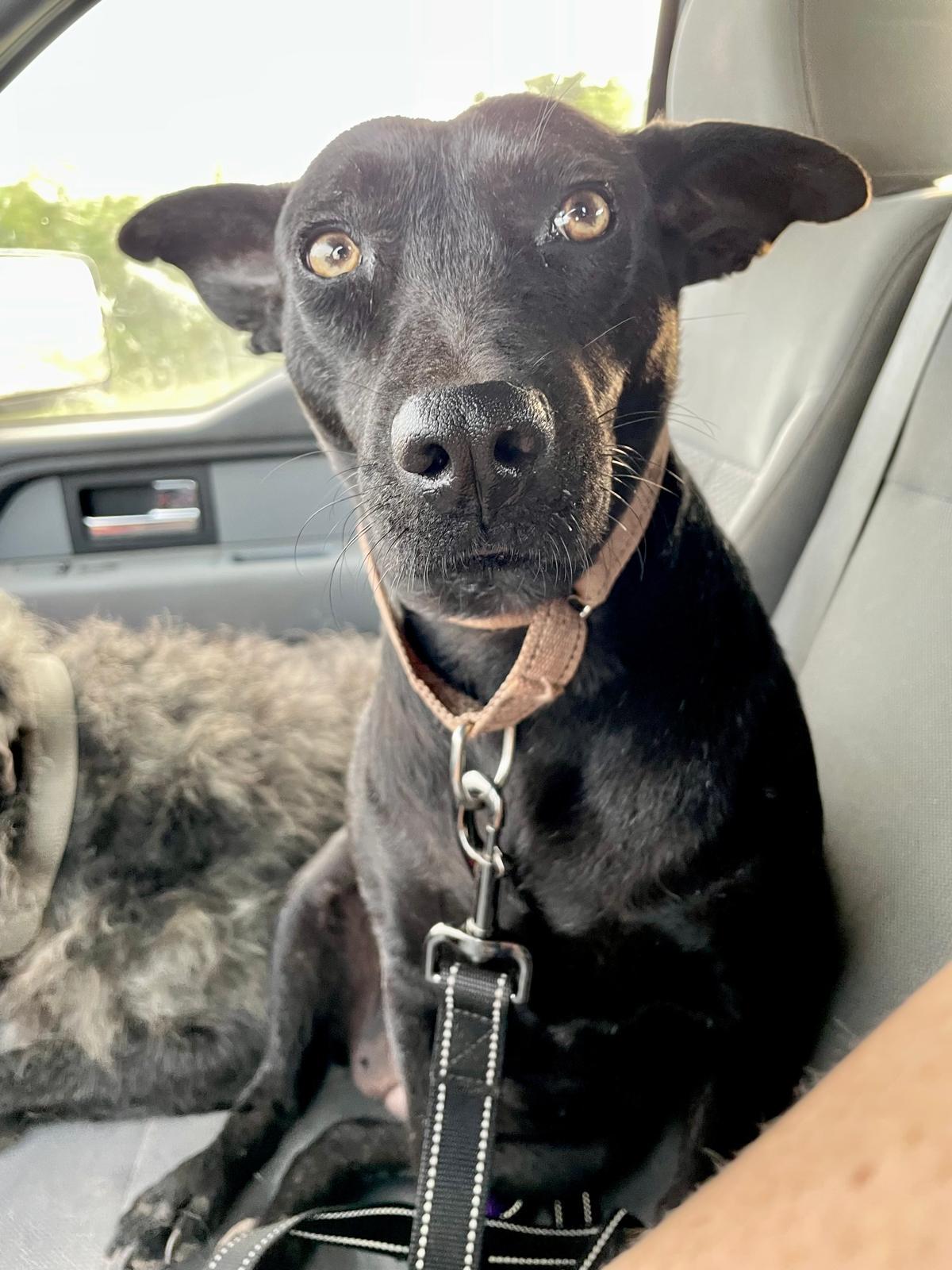 Enlarge Chapita (Foster-to-Adopt), a ADOPTABLE Mixed Breed in Mississauga, ON image 4/5