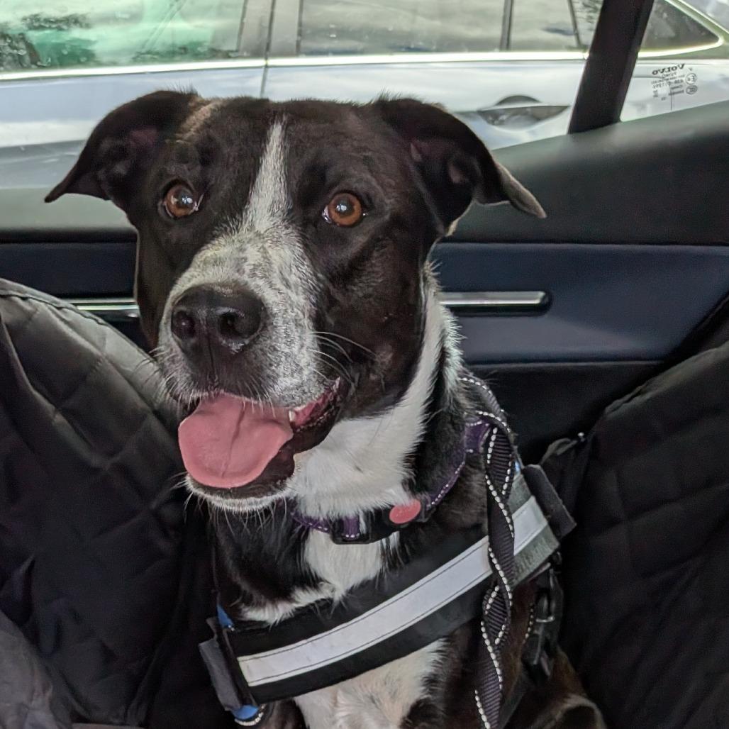 Lily, Adoptable, Young Female Mixed Breed.