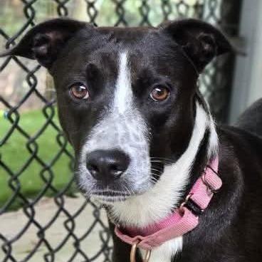 Lily, Adoptable, Young Female Mixed Breed.