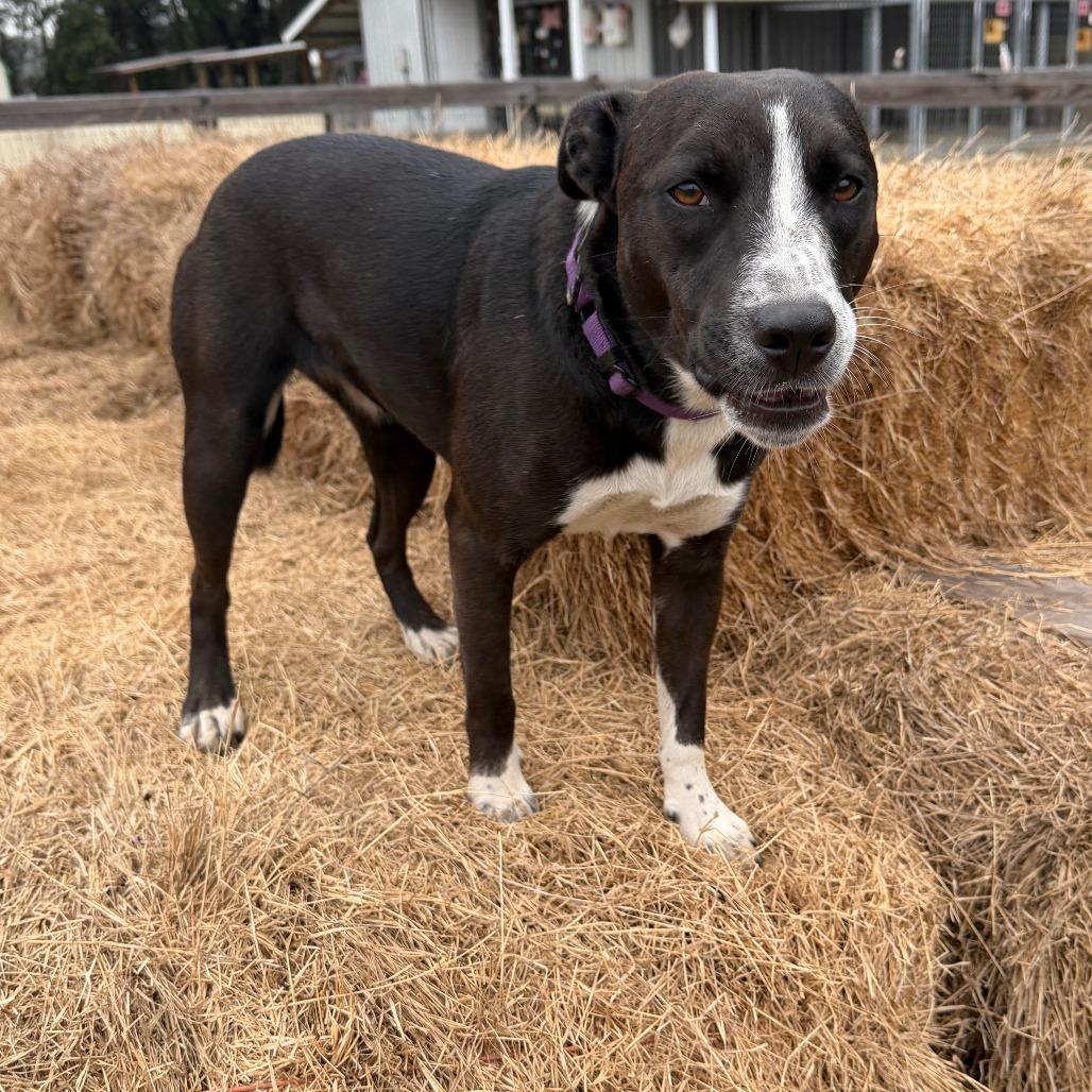 Enlarge Lily, a Adoptable Mixed Breed in Williston, FL image 4/6