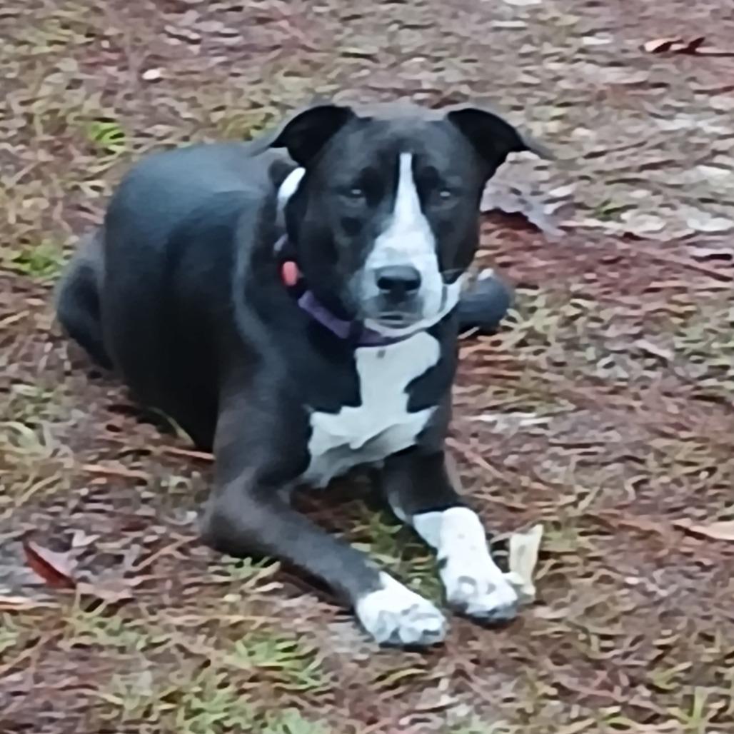 Enlarge Lily, a Adoptable Mixed Breed in Williston, FL image 6/6